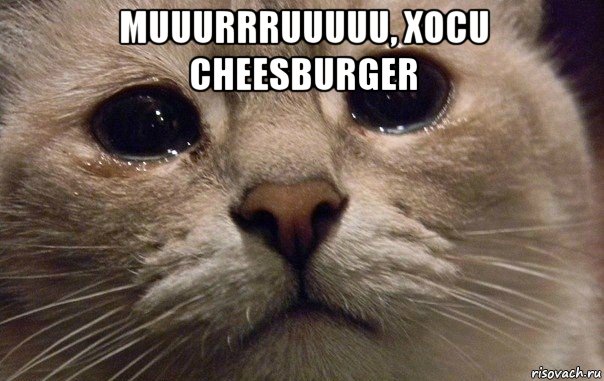 muuurrruuuuu, xocu cheesburger , Мем   В мире грустит один котик