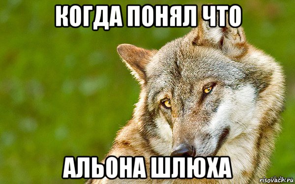 когда понял что альона шлюха, Мем   Volf