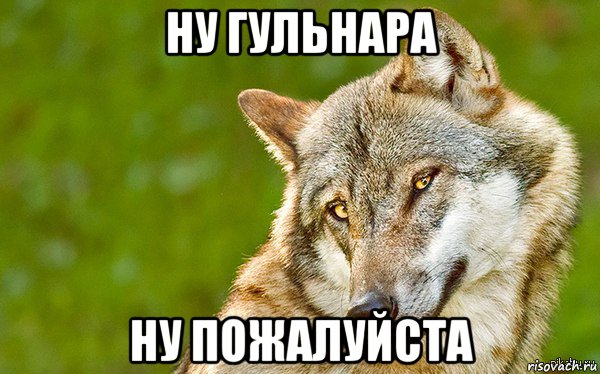 ну гульнара ну пожалуйста, Мем   Volf