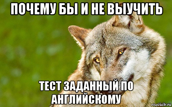 почему бы и не выучить тест заданный по английскому, Мем   Volf