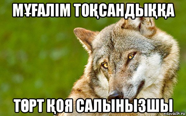 мҰҒалім тоҚсандыҚҚа тӨрт Қоя салынызшы, Мем   Volf