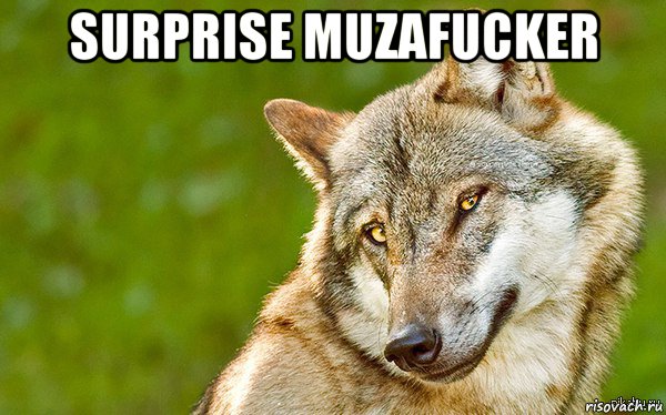 surprise muzafucker , Мем   Volf