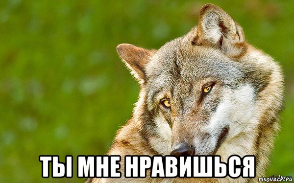  ты мне нравишься, Мем   Volf