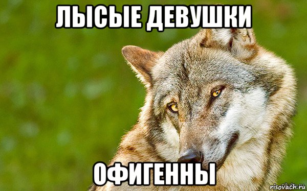 лысые девушки офигенны, Мем   Volf