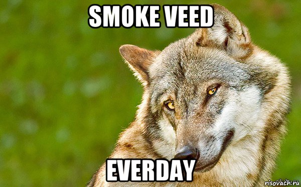 smoke veed everday, Мем   Volf