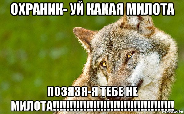 охраник- уй какая милота позязя-я тебе не милота!!!!!!!!!!!!!!!!!!!!!!!!!!!!!!!!!!!!, Мем   Volf