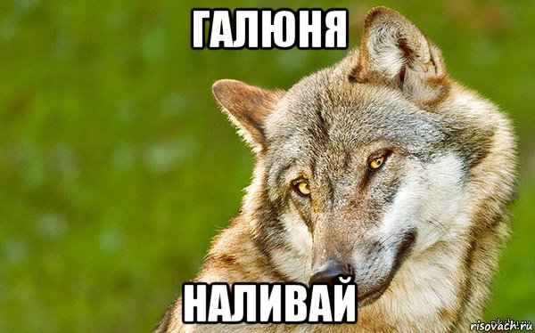 галюня наливай, Мем   Volf