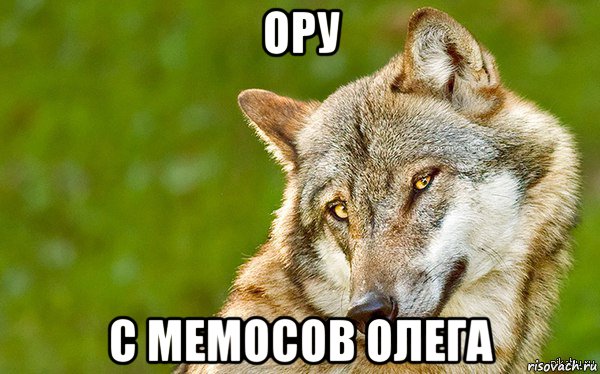 ору с мемосов олега, Мем   Volf