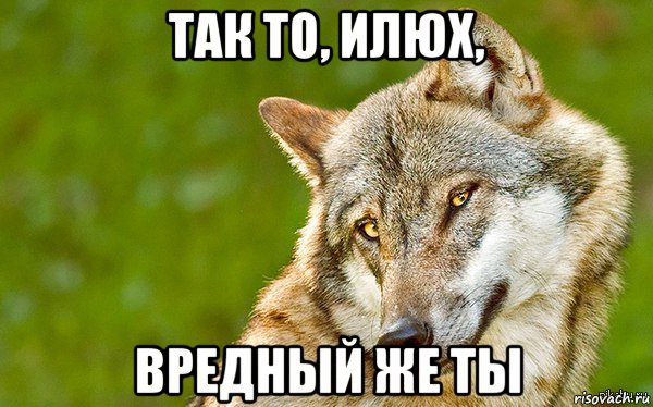 так то, илюх, вредный же ты, Мем   Volf