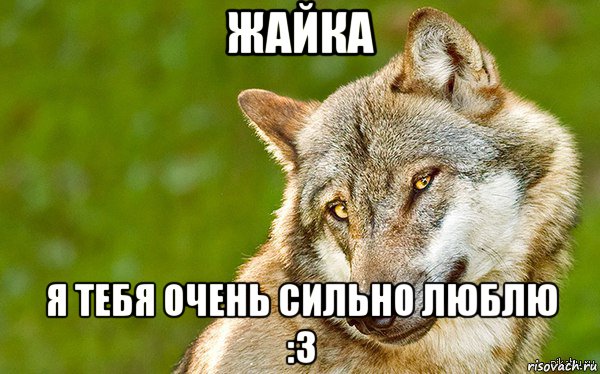 жайка я тебя очень сильно люблю :3, Мем   Volf