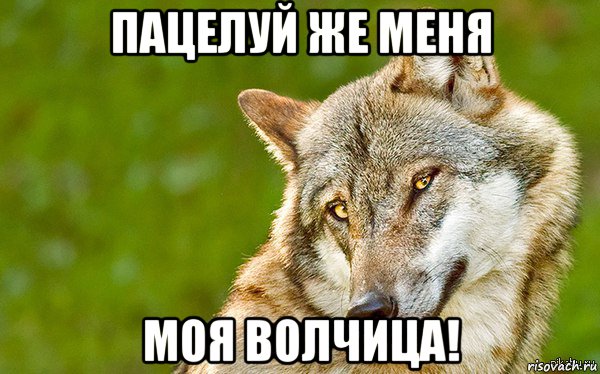 пацелуй же меня моя волчица!, Мем   Volf