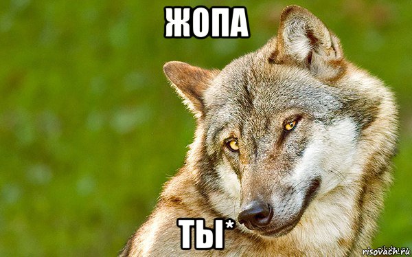 жопа ты*, Мем   Volf