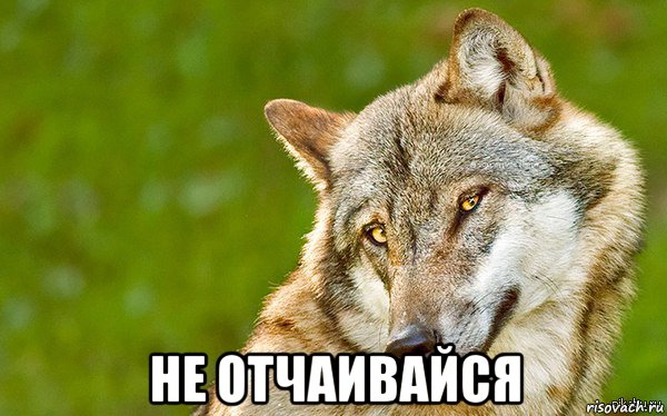  не отчаивайся, Мем   Volf