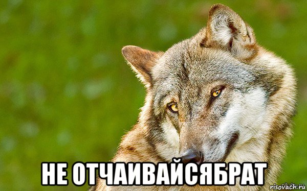  не отчаивайсябрат, Мем   Volf