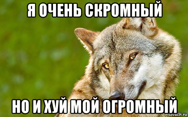 я очень скромный но и хуй мой огромный, Мем   Volf