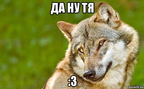 да ну тя :3, Мем   Volf