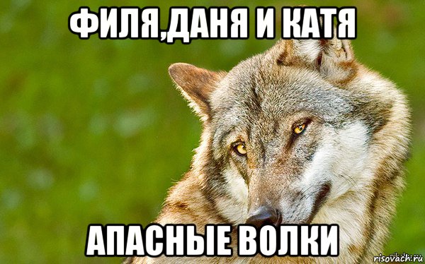 филя,даня и катя апасные волки, Мем   Volf