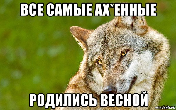 все самые ах*енные родились весной, Мем   Volf