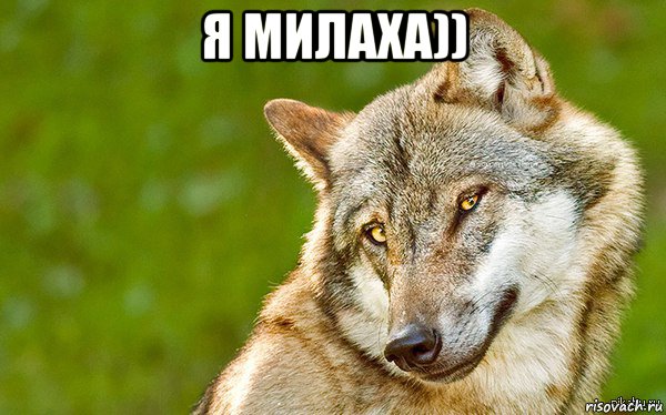 я милаха)) , Мем   Volf