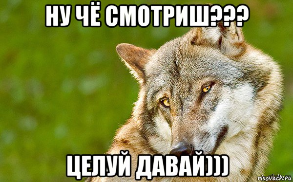 ну чё смотриш??? целуй давай))), Мем   Volf