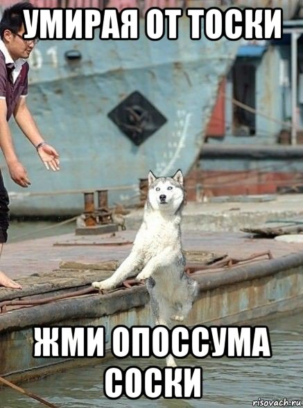 умирая от тоски жми опоссума соски