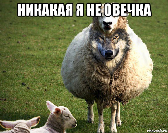никакая я не овечка , Мем Злая Овца
