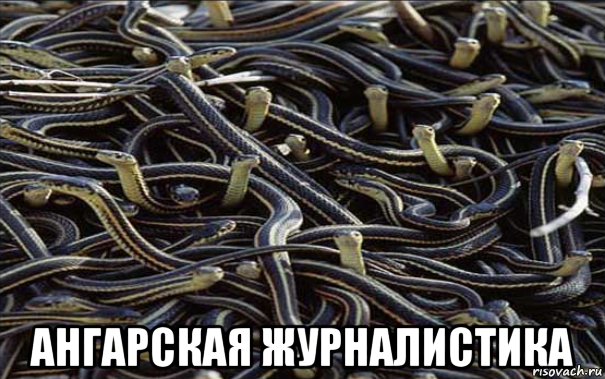  ангарская журналистика, Мем Змеи