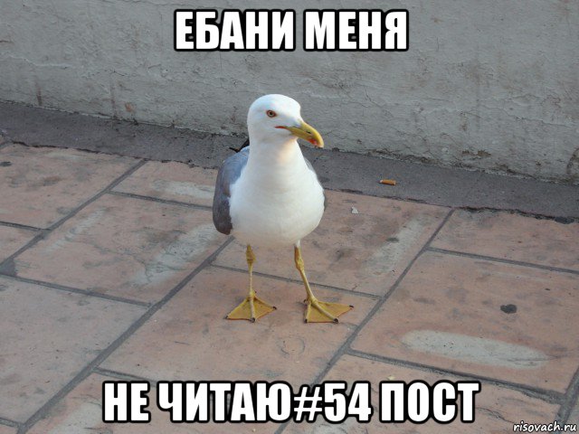 ебани меня не читаю#54 пост, Мем чайка