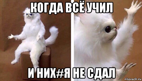 когда всё учил и них#я не сдал, Мем Чучело кота