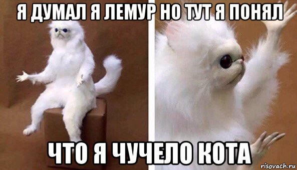 я думал я лемур но тут я понял что я чучело кота, Мем Чучело кота