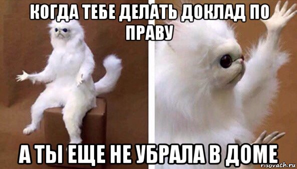 когда тебе делать доклад по праву а ты еще не убрала в доме, Мем Чучело кота