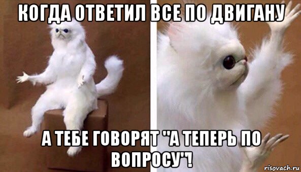 когда ответил все по двигану а тебе говорят "а теперь по вопросу"!, Мем Чучело кота