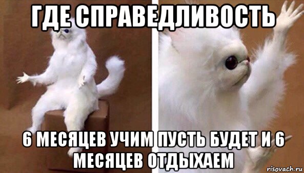 где справедливость 6 месяцев учим пусть будет и 6 месяцев отдыхаем, Мем Чучело кота