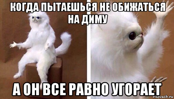 когда пытаешься не обижаться на диму а он все равно угорает, Мем Чучело кота