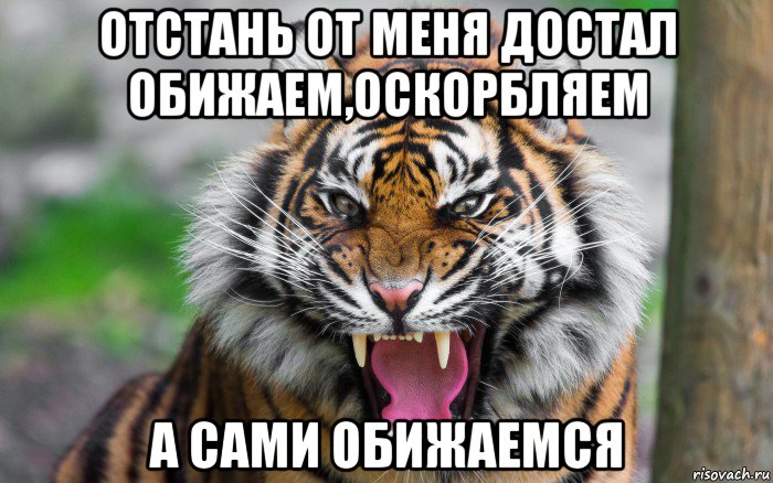 отстань от меня достал обижаем,оскорбляем а сами обижаемся, Мем ДЕРЗКИЙ ТИГР