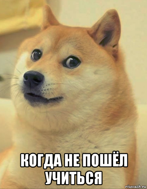  когда не пошёл учиться, Мем doge woof