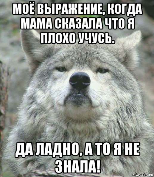 моё выражение, когда мама сказала что я плохо учусь. да ладно, а то я не знала!, Мем    Гордый волк