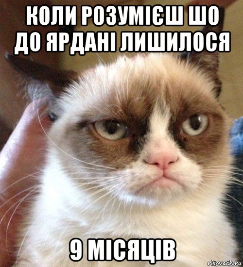 коли розумієш шо до ярдані лишилося 9 місяців, Мем Грустный (сварливый) кот