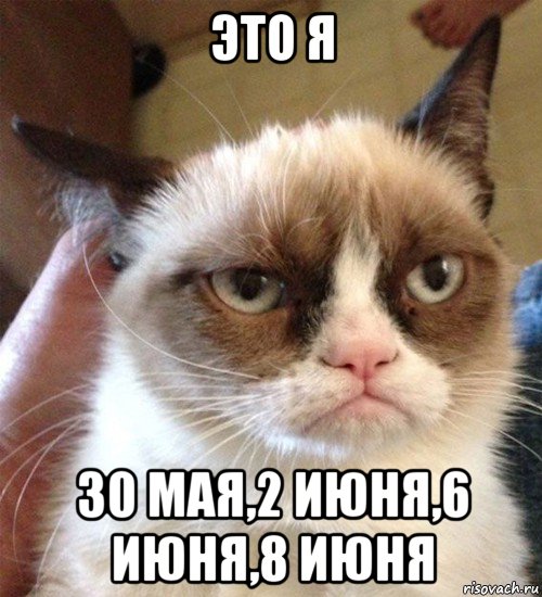 это я 30 мая,2 июня,6 июня,8 июня, Мем Грустный (сварливый) кот