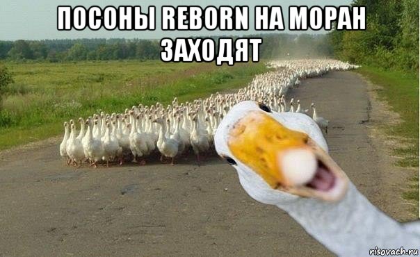 посоны reborn на моран заходят , Мем гуси