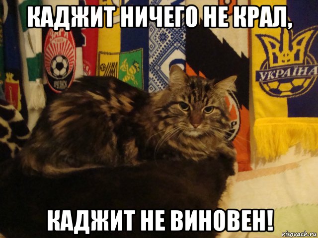каджит ничего не крал, каджит не виновен!, Мем Катжит невиновен