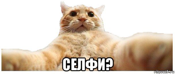  селфи?, Мем   Кэтсвилл