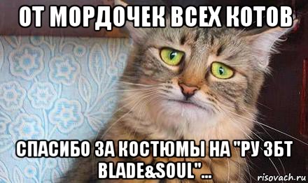 от мордочек всех котов спасибо за костюмы на "ру збт blade&soul"..., Мем  кот печаль