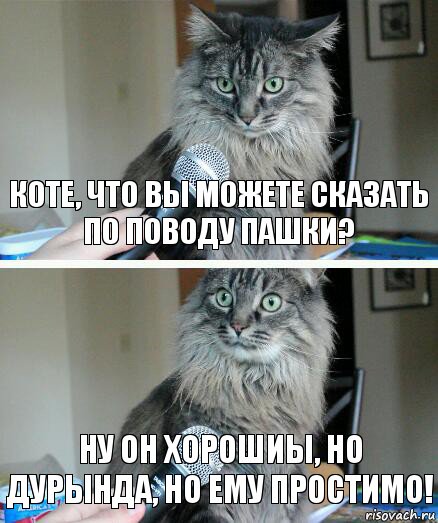 Коте, что вы можете сказать по поводу Пашки? Ну он хорошиы, Но Дурында, но ему простимо!, Комикс  кот с микрофоном