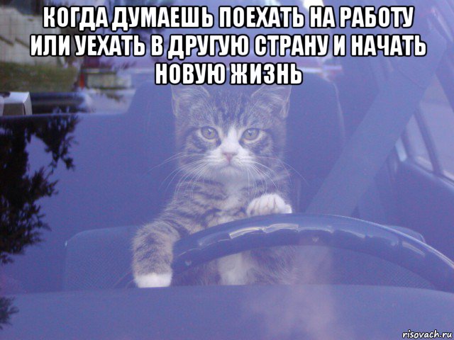 когда думаешь поехать на работу или уехать в другую страну и начать новую жизнь , Мем Кот за рулем