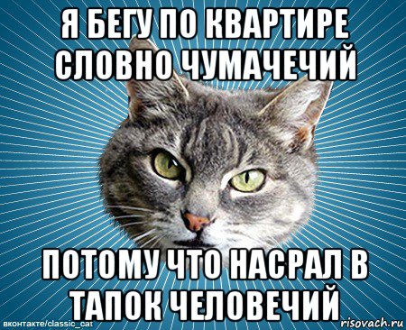 я бегу по квартире словно чумачечий потому что насрал в тапок человечий, Мем кот