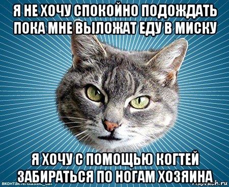 я не хочу спокойно подождать пока мне выложат еду в миску я хочу с помощью когтей забираться по ногам хозяина, Мем кот