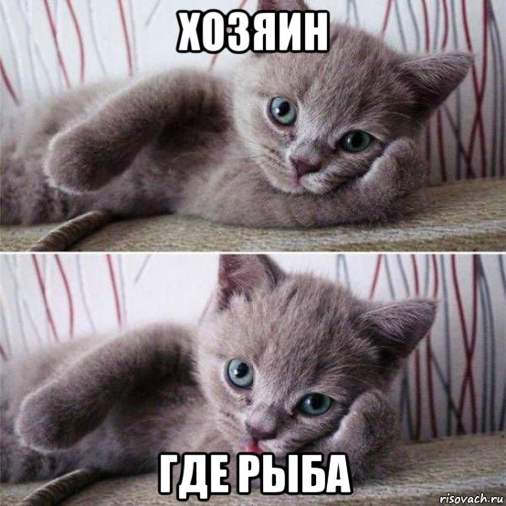 хозяин где рыба, Мем Кот