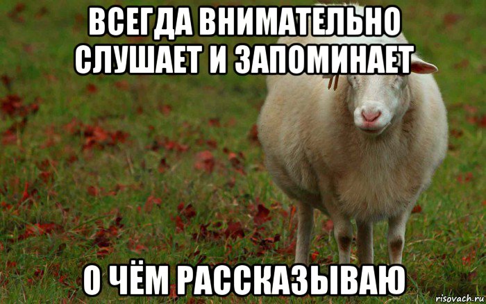 всегда внимательно слушает и запоминает о чём рассказываю, Мем  наивная овца