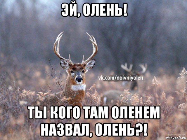 эй, олень! ты кого там оленем назвал, олень?!